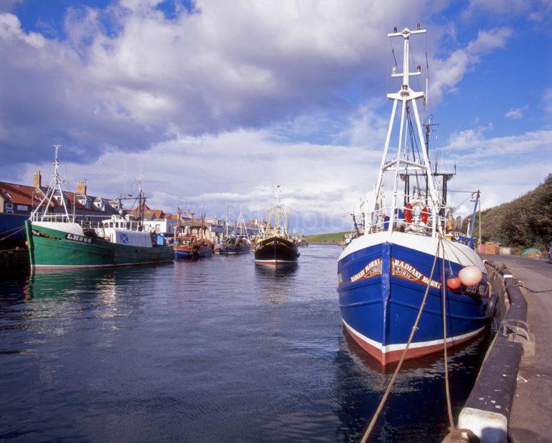 Busy Scene In Eyemouth Harbour Berwickshire