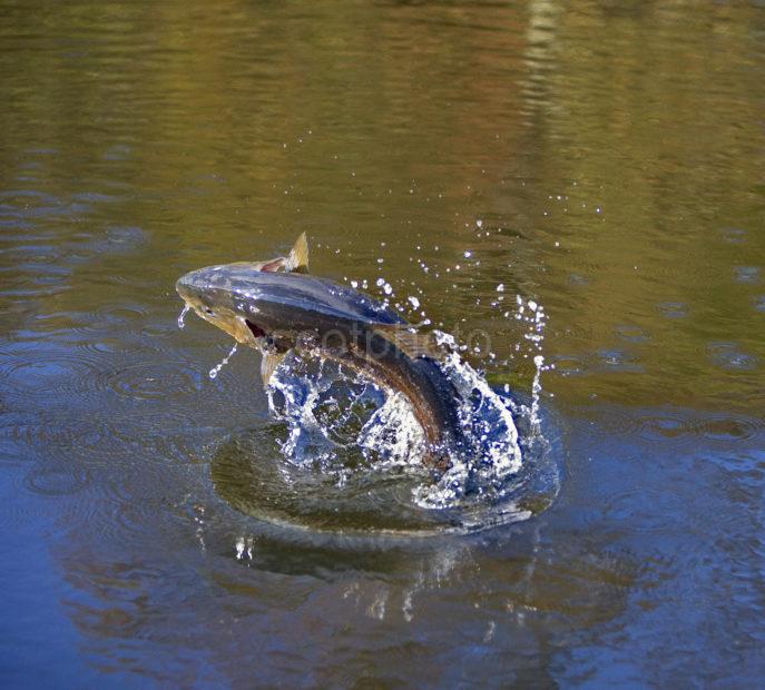 Flying Trout Two