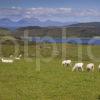 I5D9788 Sheep Grazing On West Loch Tarbert With The Paps Of Jura Kintyre