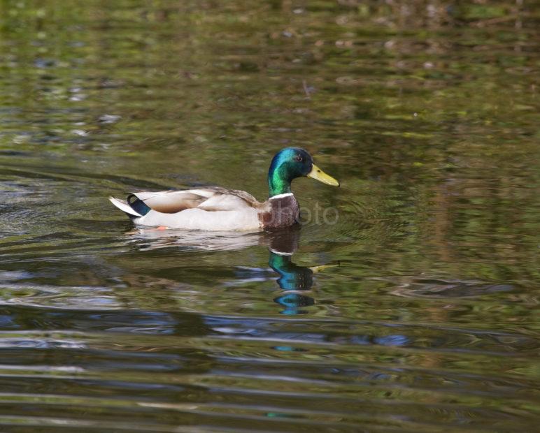 I5D0787 MALLARD DUCK ON POND