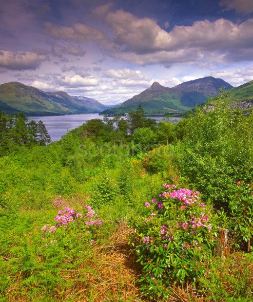 Summer View Above Loch Leven Towards The Pap Of Glencoe From Glenachullish Forest Walk West Highlands