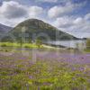 I5D4792 Bluebells North Ballachulish Shore Lochaber