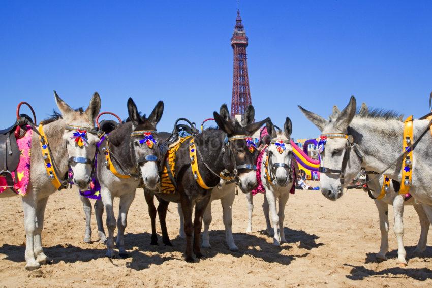 Donkeys At Blackpool