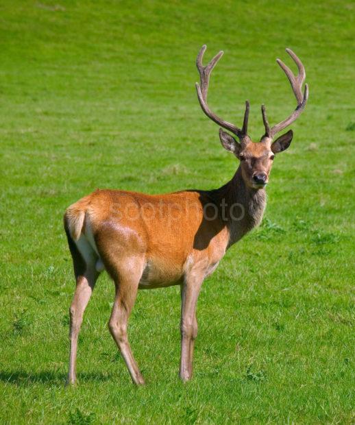 300 Mm Lense Of Deer Close Up W Highlands