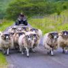 WY3Q0039 Rams On The Move Glen Scamadale