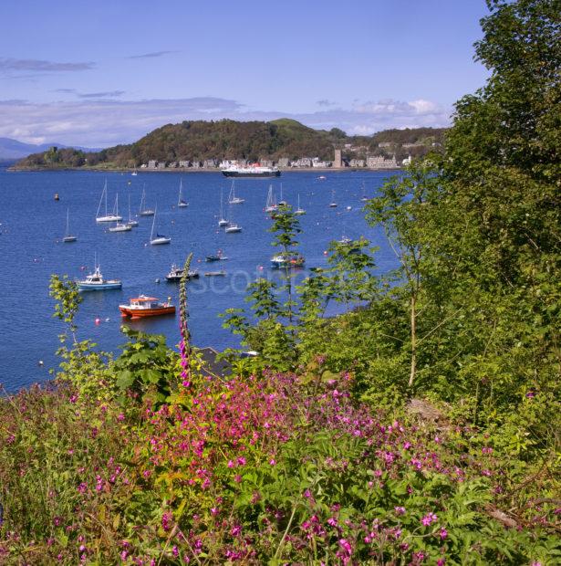 Portrait Oban Bay 1