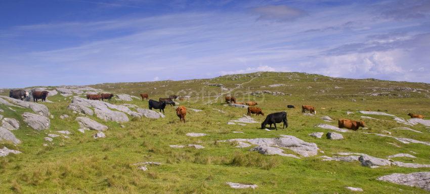 Cattle Grazing At The South End Of COLL Nr Breachacha