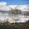 Winter View Towards Kilchurn Castle From Shore Of Loch Awe Argyll