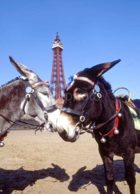 Two Donkeys With Tower