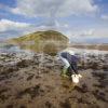 WY3Q7106 Picking Shellfish Near Davaar Island Kintrye Alex Morrison