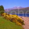 Unusual Spring View From Across Loch Eil Towards Fort William And Ben Nevis From Ardgour West Highlands 2