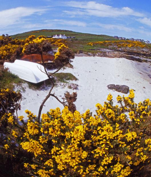 Isle Of Gigha In Spring