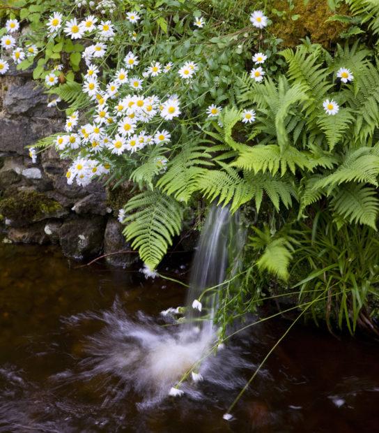 0I5D0632 Stream And Daisies