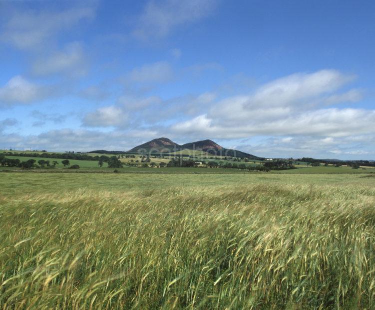 View Looking Towards The Eildon Hills From The South West Scottish Borders