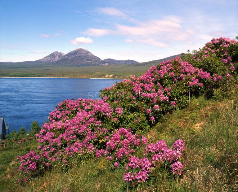 Paps Of Jura J51