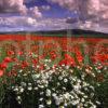 Poppy Fields Nr Dunbar East Lothian