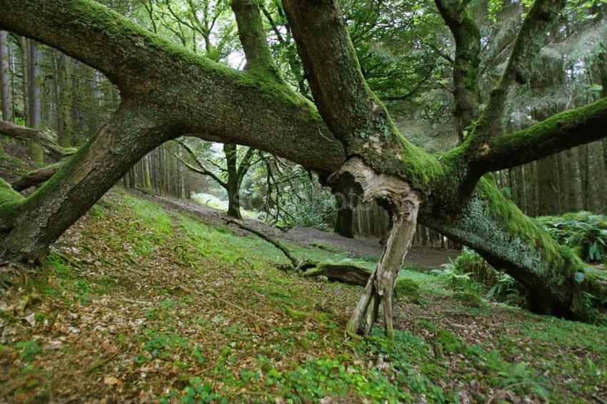 Fallen Tree Pine Forest