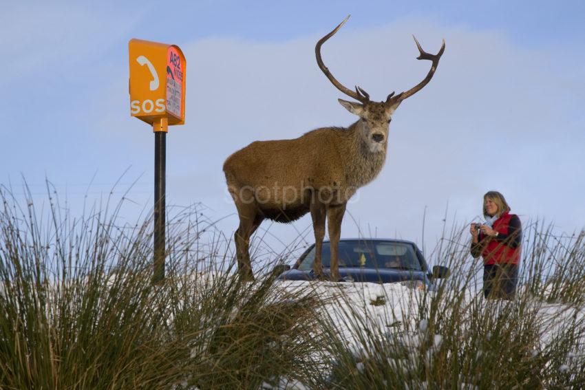 Y3Q9940 Tourist Snap Stag Nr SOS Post