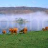 Highland Cows On Misty Loch Etive