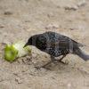 Starling Enjoys And Apple