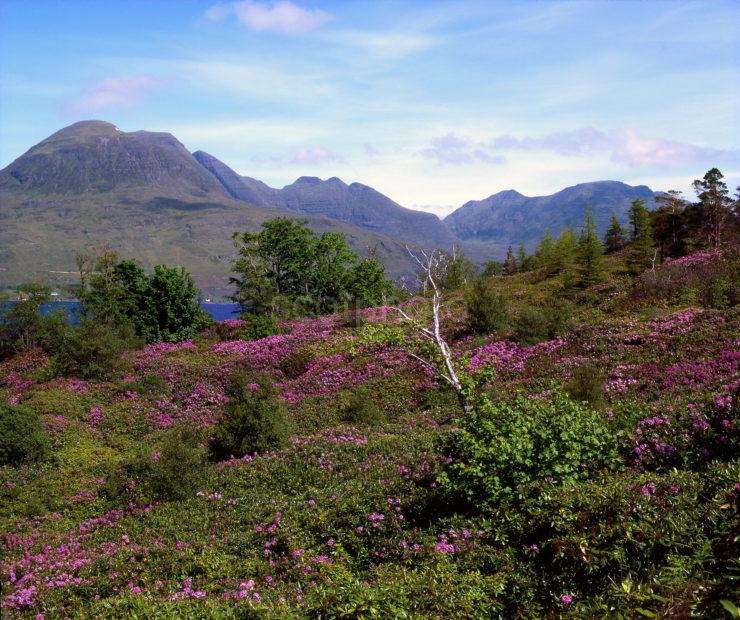 TORRIDON I SPRINGTIME