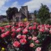 Summer Roses At Kelso Abbey Ruins Kelso Scottish Borders