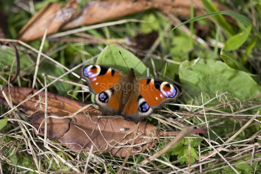 I5D9619 Lovely Study Of A Peacock Butterfly On Ground Vegetation