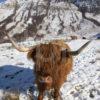 Highland Cow Glen Nevis