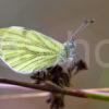 Lovely Shot Of Small Whire Resting