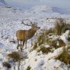 Y3Q9925 Winter View Of Stag Amongst Glencoe Hills