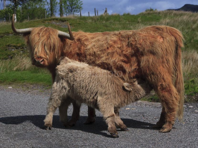 Highland Cow And Calf