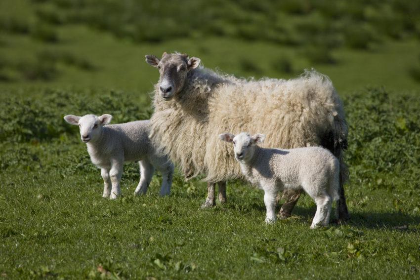 0I5D0131 GREAT SHOT OF SHEEP AND TWO LAMBS