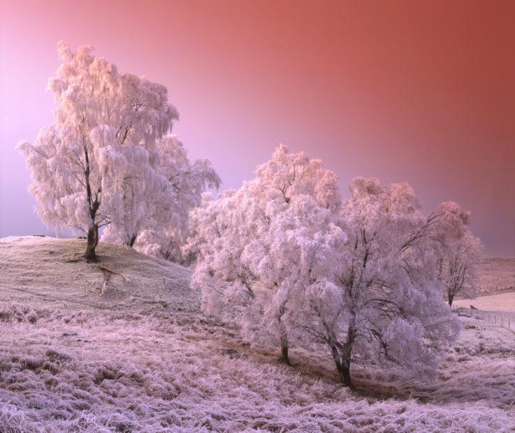 Winter Trees