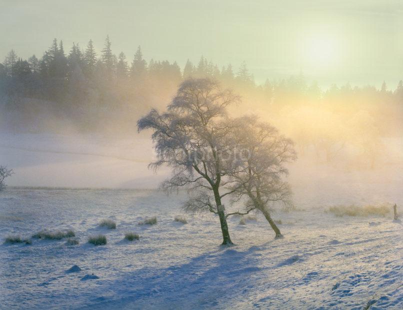 Misty Winter Scene Glen Spean