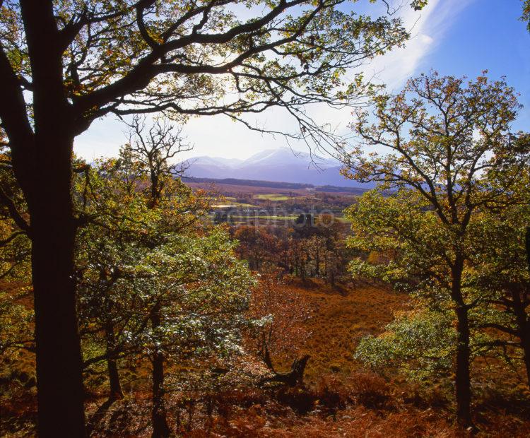 Peaceful Autumn View Through Trees Towards Distant Snow Clad Ben Nevis From Spean Bridge Lochaber West Highlands