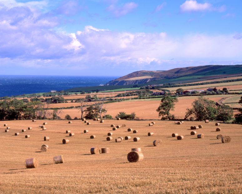 Golden Fields Nr St Abbs Head Berwickshire