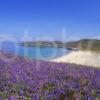 Bluebells North End Of Gigha Twin Bays Argyll