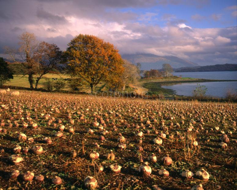 Turnip Field North Connel Loch Etive Side With Ben Cruachan Argyll