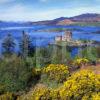 Eilean Donan Castle Gorse 2