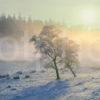 Misty Winter Scene Glen Spean