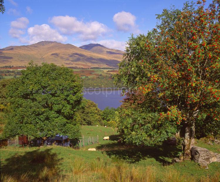 Magnificent Autumn Colours On The South Side Of Loch Tay With Ben Lawers In View Perthshire