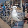 Seagull Blackpool