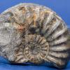 Ammonite Fossill