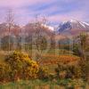 Spring View Towards Ben Nevis Lochaber