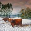 Highland Cows Winter Loch Etiveside