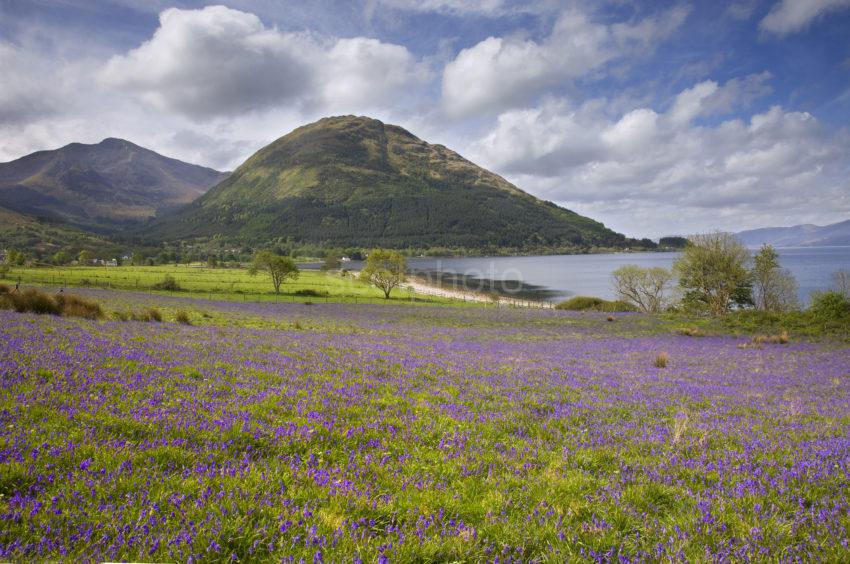 I5D4792 Bluebells North Ballachulish Shore Lochaber