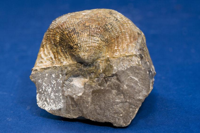 Fossil Shell Or Brachiopod On Limestone