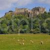 Stirling Castle With Sheep