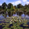 Sheffield Park Gardens Sussex From Lake