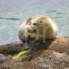 I5D8450 Close Up Of Seal Pup Arran